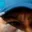Rostro 1
