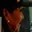 Rostro 2