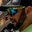 Rostro 1