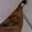 Rostro 6