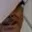 Rostro 6