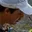 Rostro 1