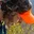 Rostro 1