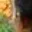 Rostro 7