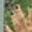 Rostro 4