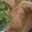 Rostro 2