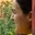 Rostro 3
