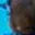 Rostro 5