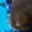 Rostro 5