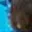Rostro 5
