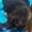 Rostro 4
