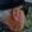 Rostro 3