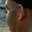 Rostro 1