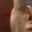Rostro 1