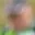 Rostro 4