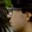 Rostro 7