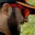 Rostro 5