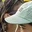 Rostro 4