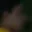 Rostro 17
