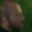 Rostro 21