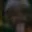 Rostro 46
