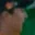 Rostro 27