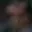 Rostro 47