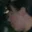 Rostro 21
