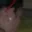 Rostro 6