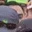 Rostro 42