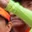 Rostro 24