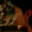 Rostro 6