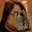 Rostro 8