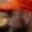 Rostro 46