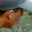 Rostro 2