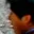 Rostro 2