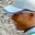 Rostro 2
