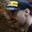 Rostro 1