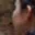 Rostro 2