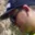 Rostro 1