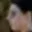 Rostro 5