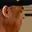 Rostro 7