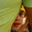 Rostro 8