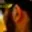 Rostro 4