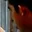 Rostro 5
