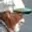 Rostro 2