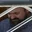 Rostro 5