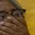 Rostro 4