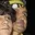 Rostro 7
