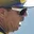 Rostro 1